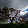 大きな桜の木の下で
