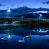夜明け前の津軽石川と白鳥