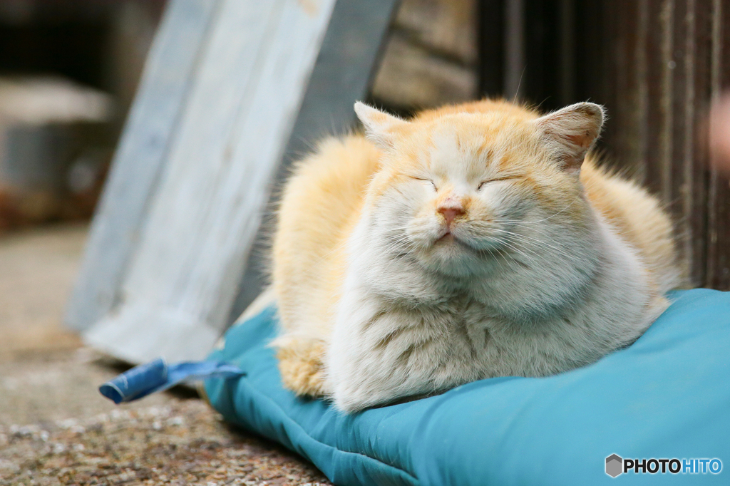 ひるねこ