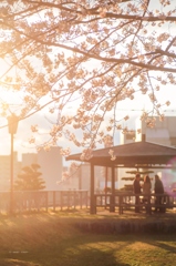 夕暮れ時の桜の公園