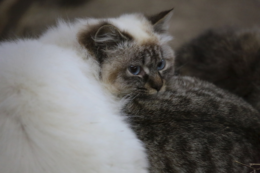 トリックキャット