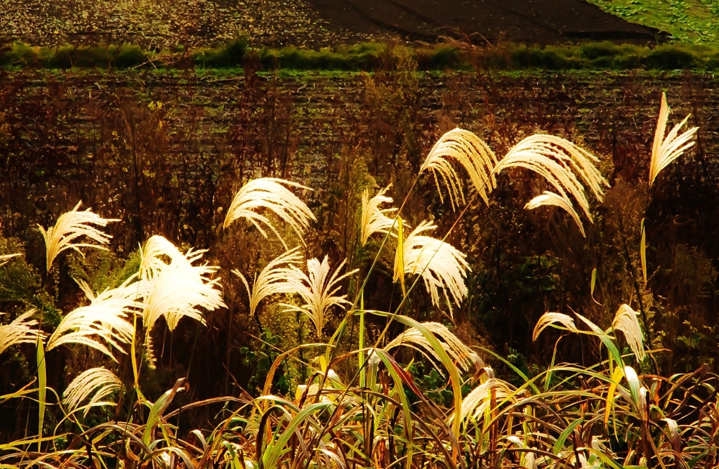 土手のススキ