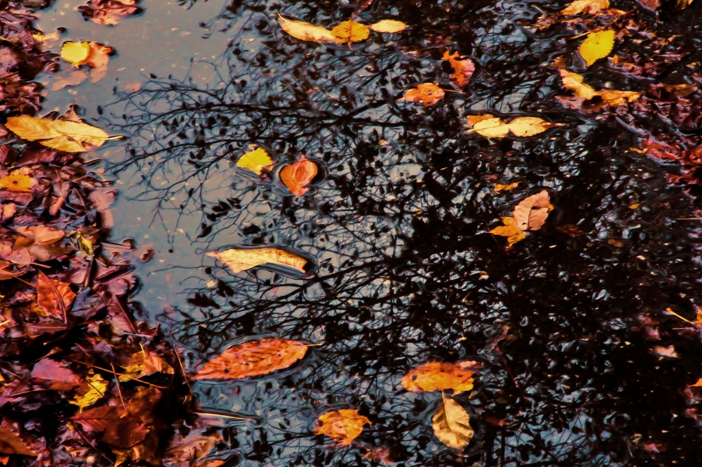 溜まりに終秋を映す