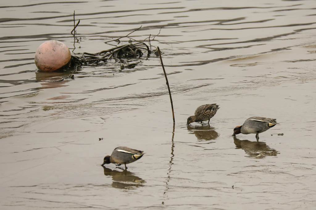ミレーの落穂拾いのように