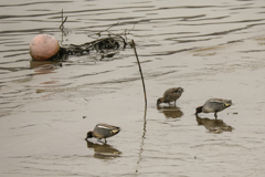 ミレーの落穂拾いのように