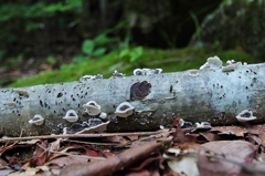 ブナの木のきのこ