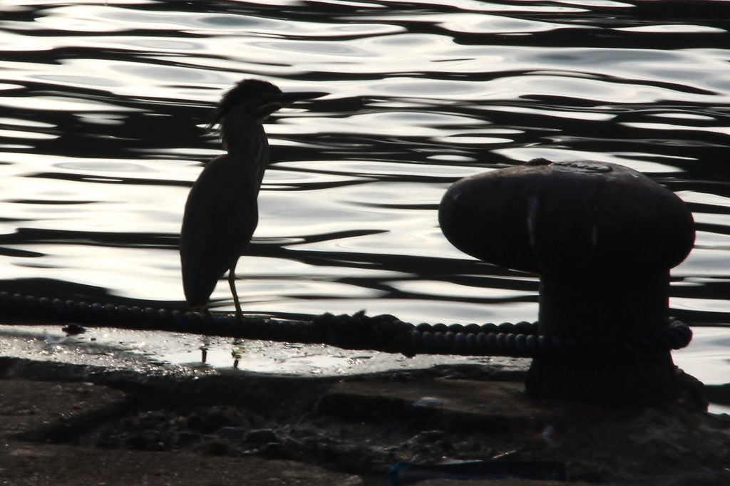 ハードボイルド