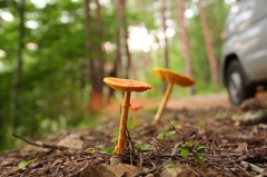 道端のきのこ