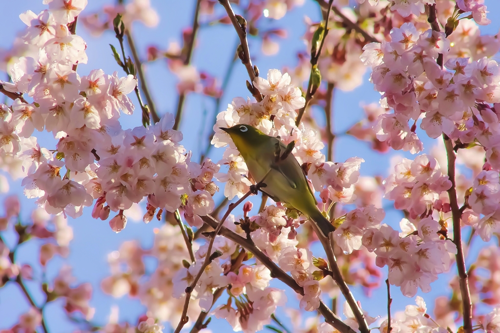 春うらら