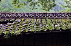 9月の雨