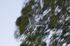 善は急げと飛んでいく