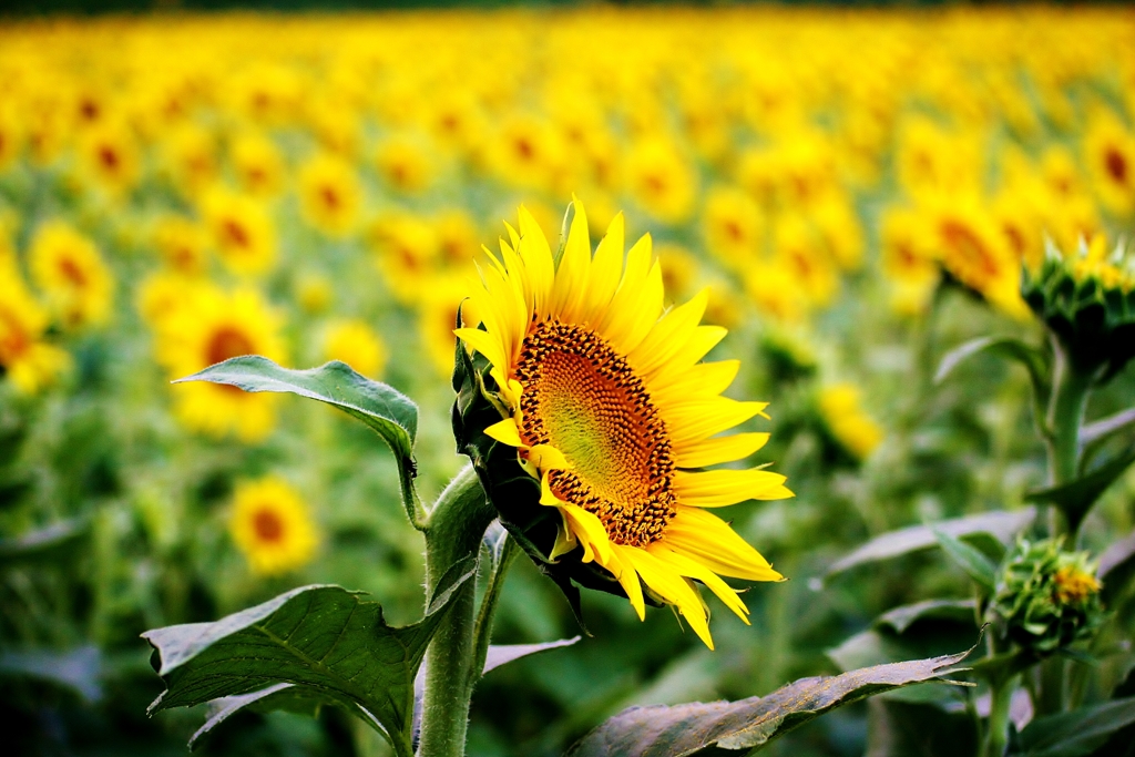 ひまわりの選手宣誓