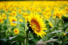 ひまわりの選手宣誓