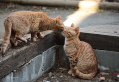 フレンチキッス