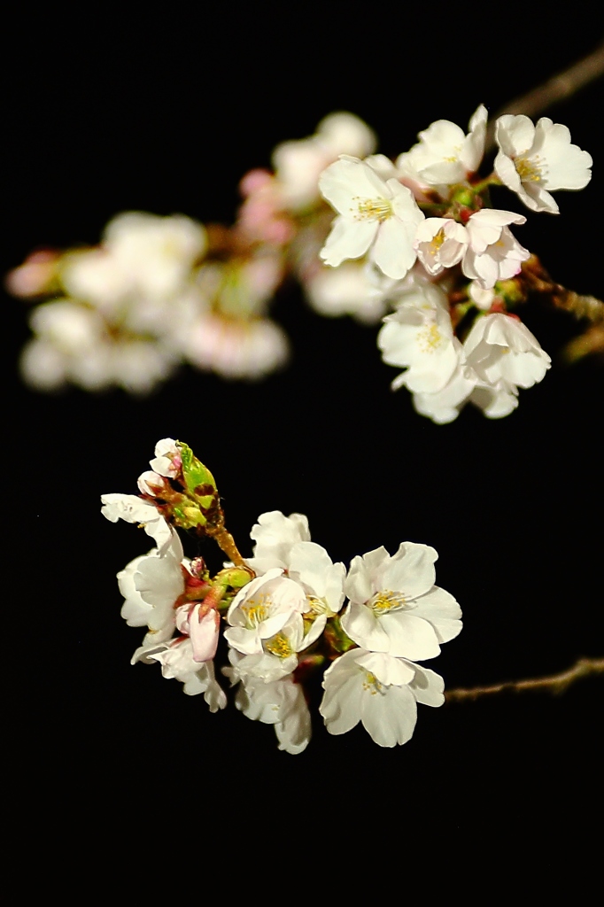 春の夜桜