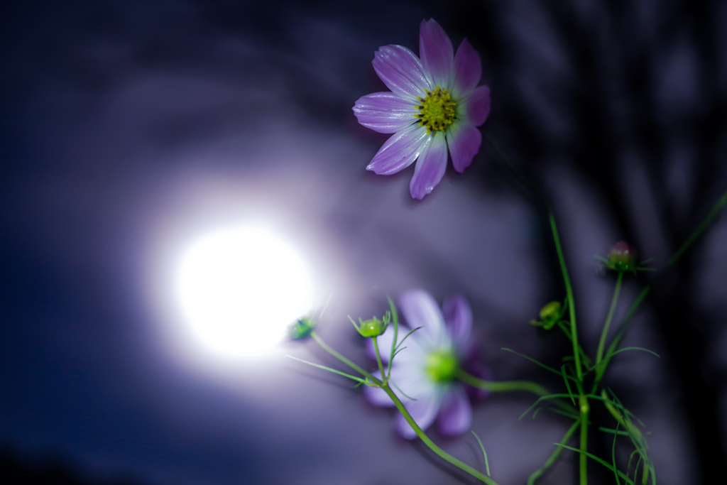 月と秋桜