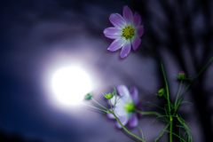 月と秋桜