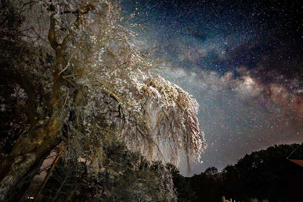 天の川と夜桜