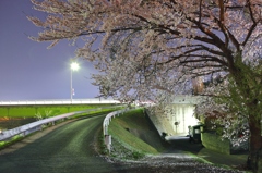 春夜の散歩道