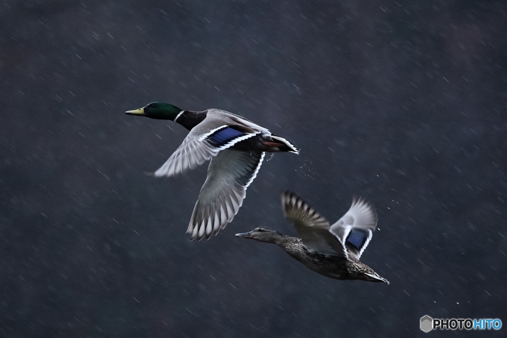 雨の中を飛ぶマガモ