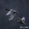 雨の中を飛ぶマガモ