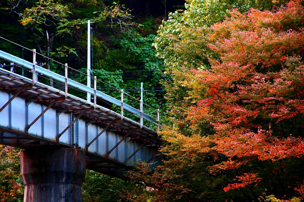 紅葉と鉄橋