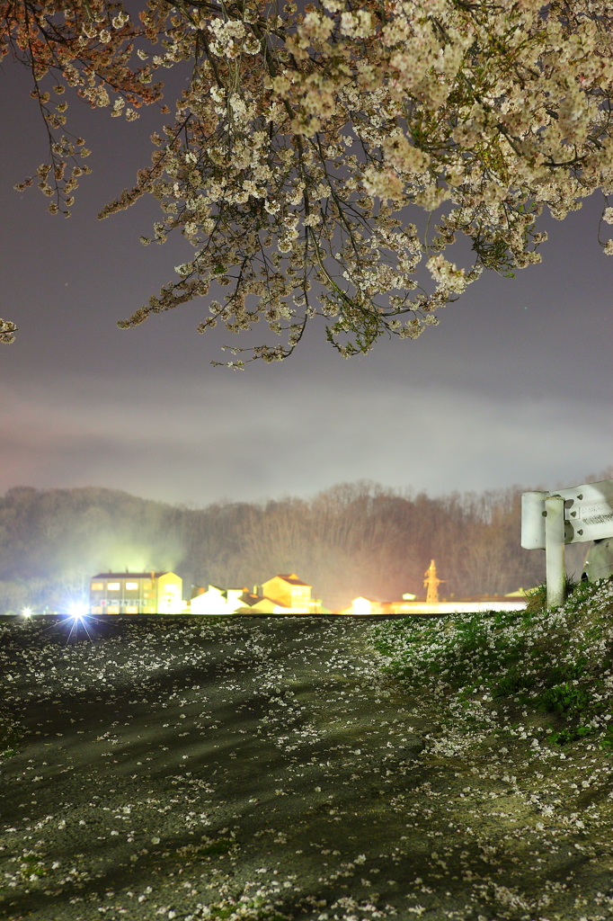 桜の坂道