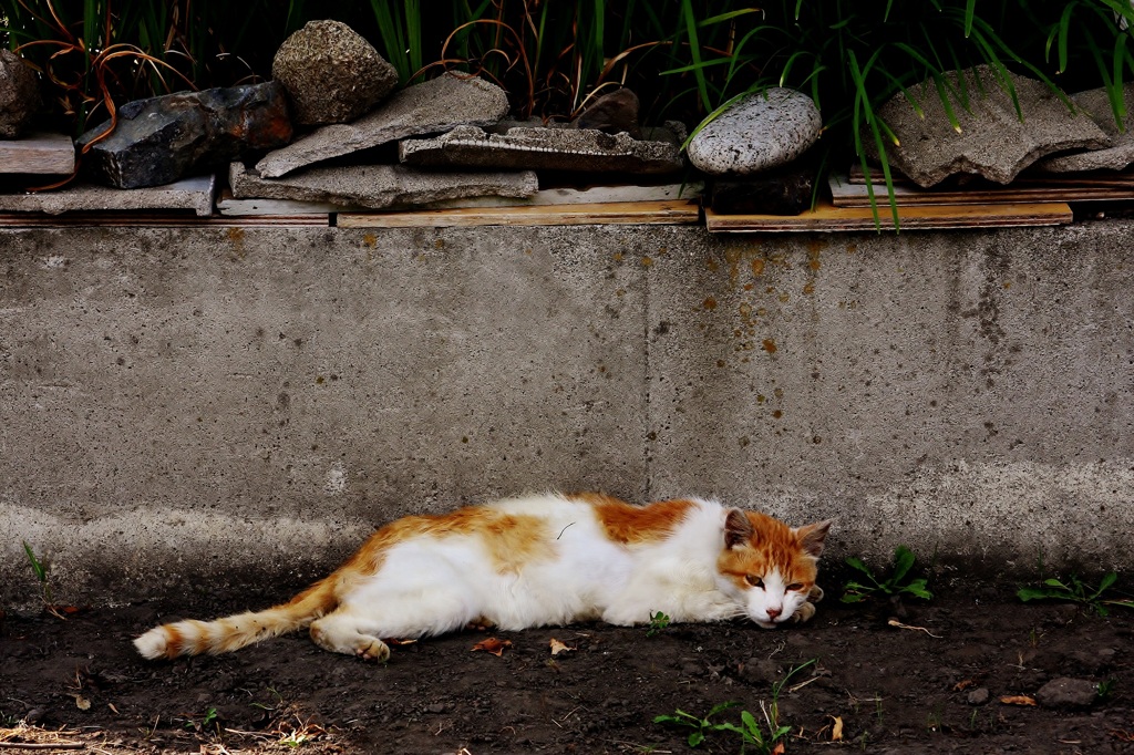 木陰で涼む猫