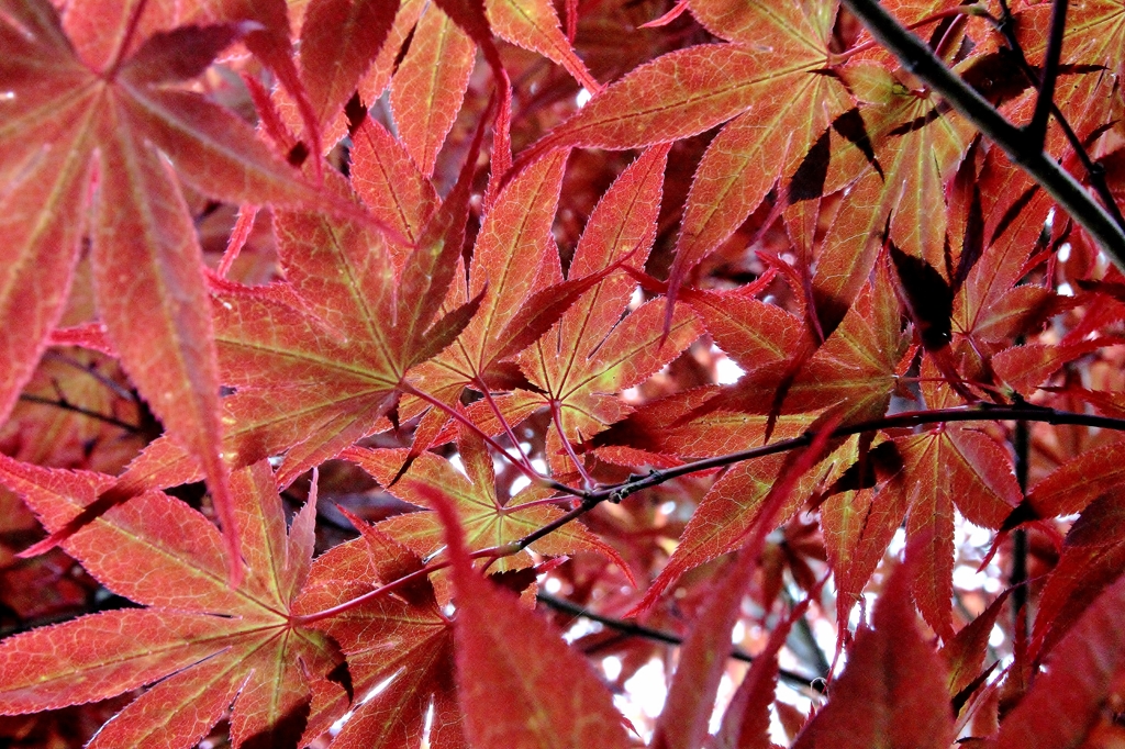 紅葉模様