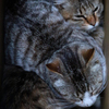 ねこのはこ
