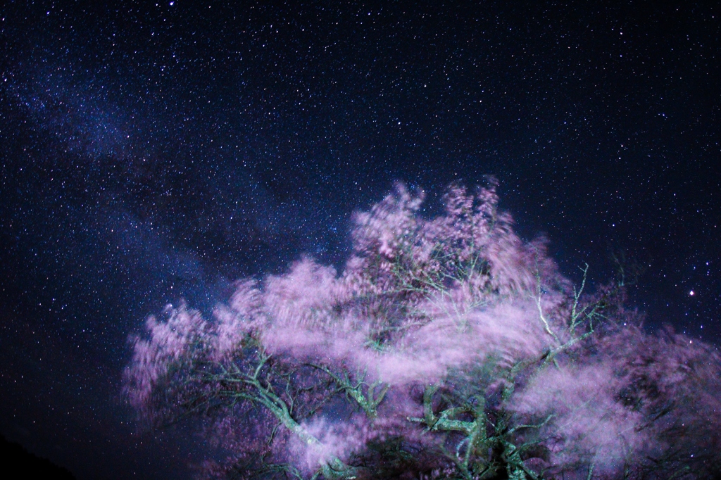 亀ヶ森一本桜乱れ舞