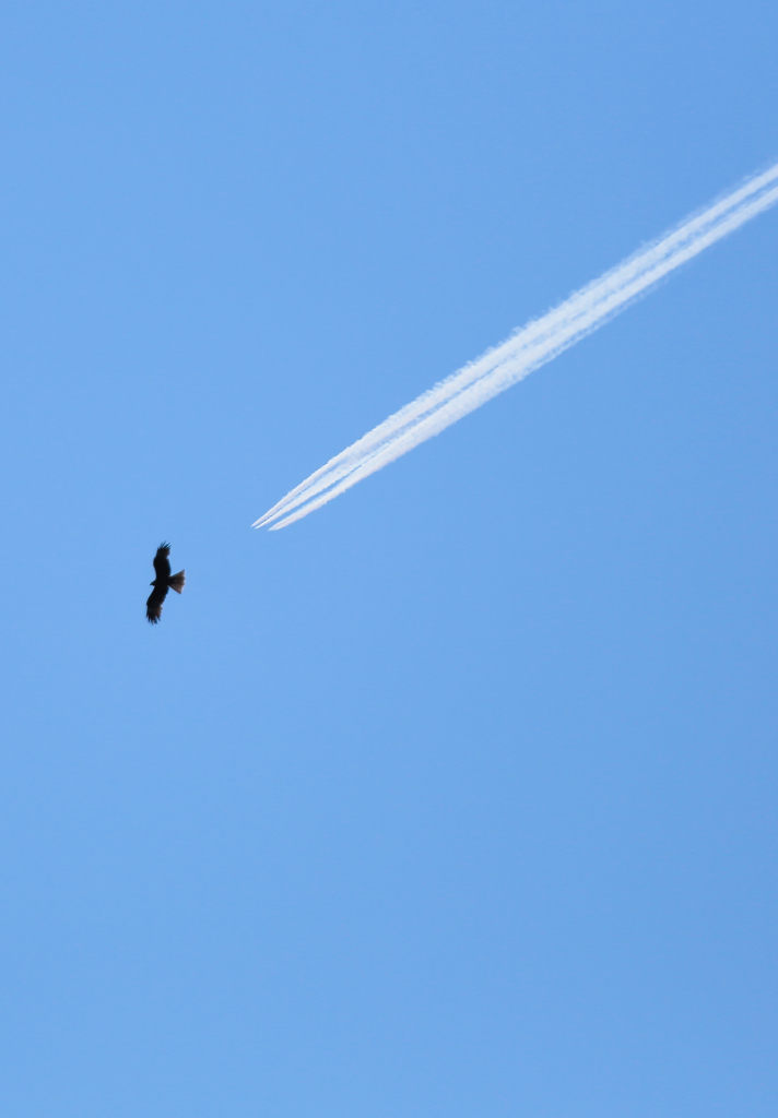 青空にとんび雲