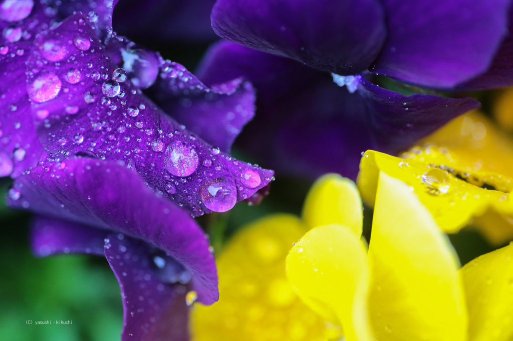 春雨の雫
