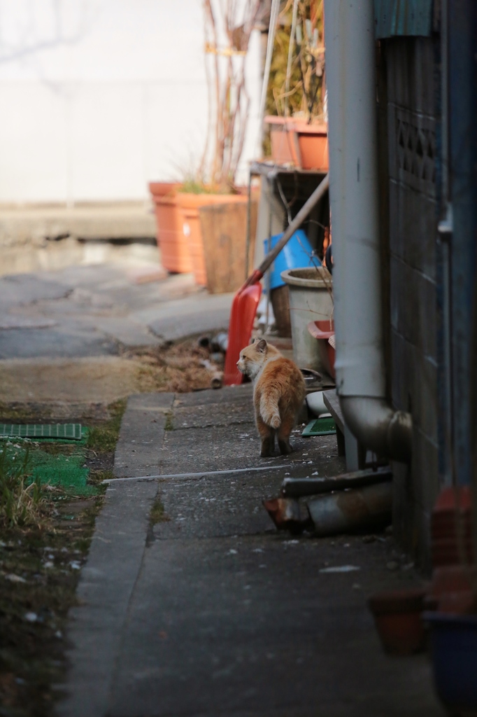 路地裏の猫