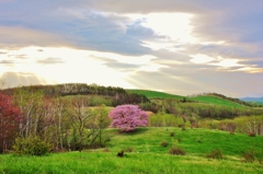朝を迎える亀ヶ森の一本桜