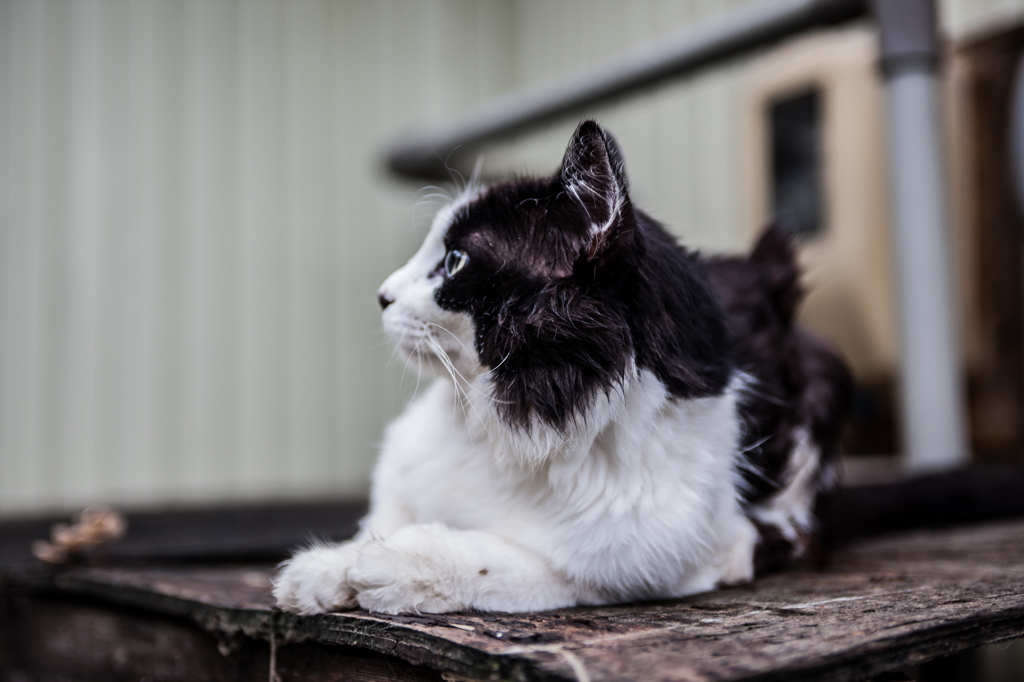 ねこ