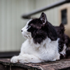 ねこ