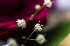 IMGP8826