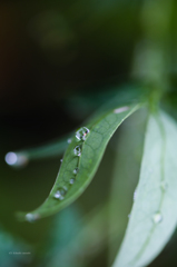 雨上がり