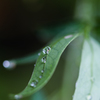 雨上がり