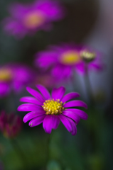 IMGP1148