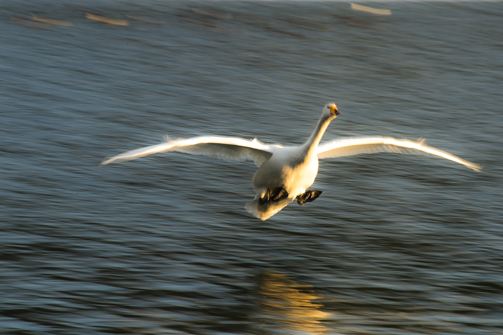 LANDING