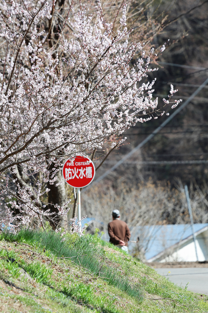 春の桜と散歩道