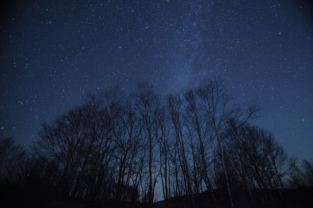 白樺と星空