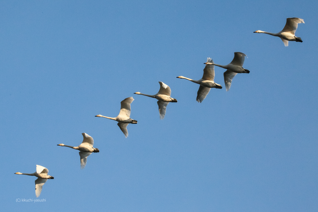 日の光を浴びて飛ぶ白鳥の群れ