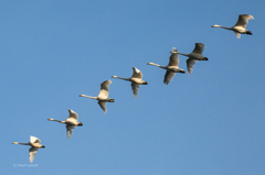 日の光を浴びて飛ぶ白鳥の群れ