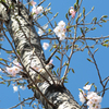 桜とすずめ