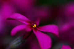IMGP1389