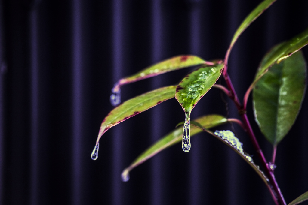 雨露も凍る