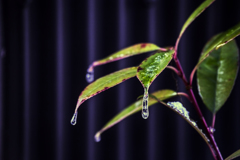 雨露も凍る